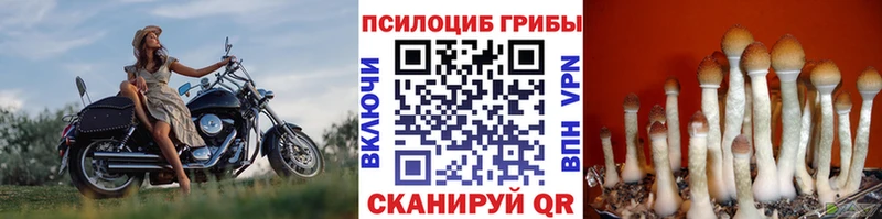как найти наркотики Казань гидра ссылки Псилоцибиновые грибы Psilocybe